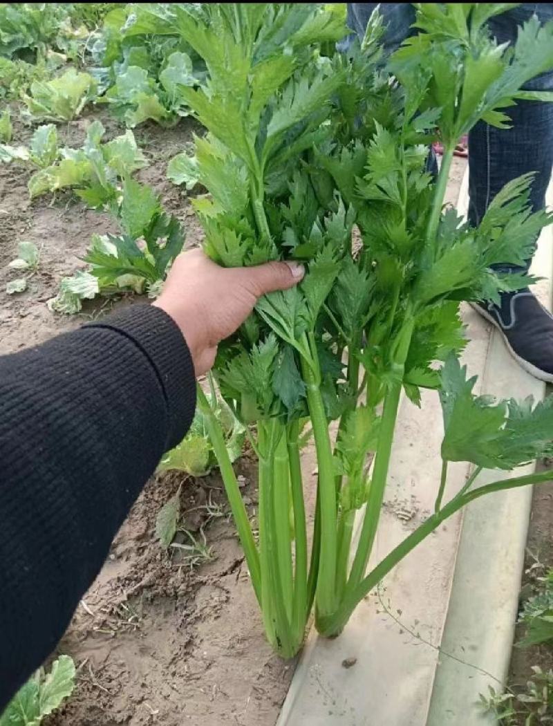 芹菜毛芹精品一手货源产地直发精加工质量保障对接