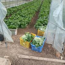 离市区最近的100亩蔬菜基地，少量白菜苔，苤兰球，包菜。