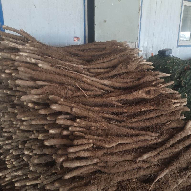 精品佛手山药，河北深州小白嘴海量货源，供应时间长