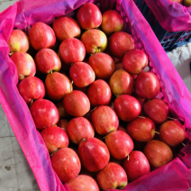 香槟小苹果，开原特产，一手货源，产地大量有货🍎期待合作