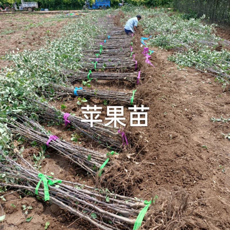 苹果苗