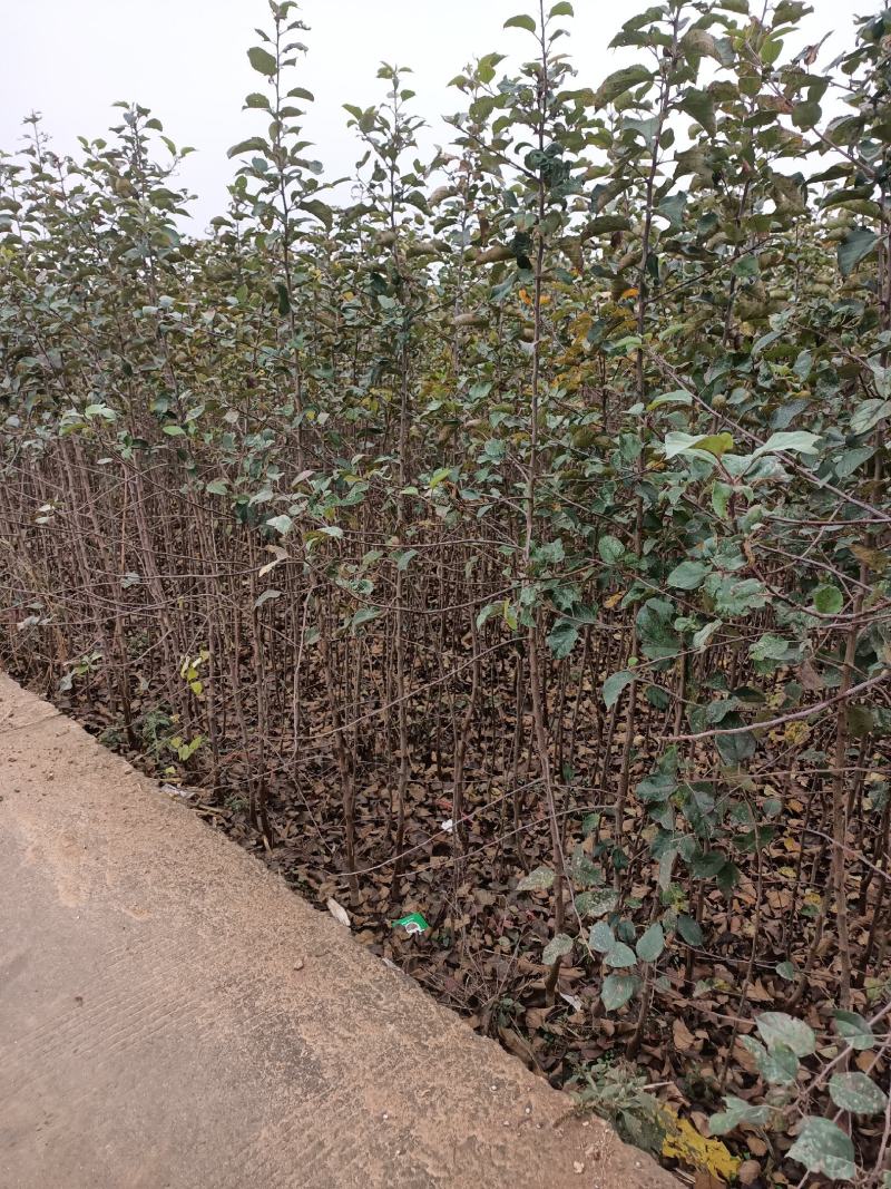 苹果苗