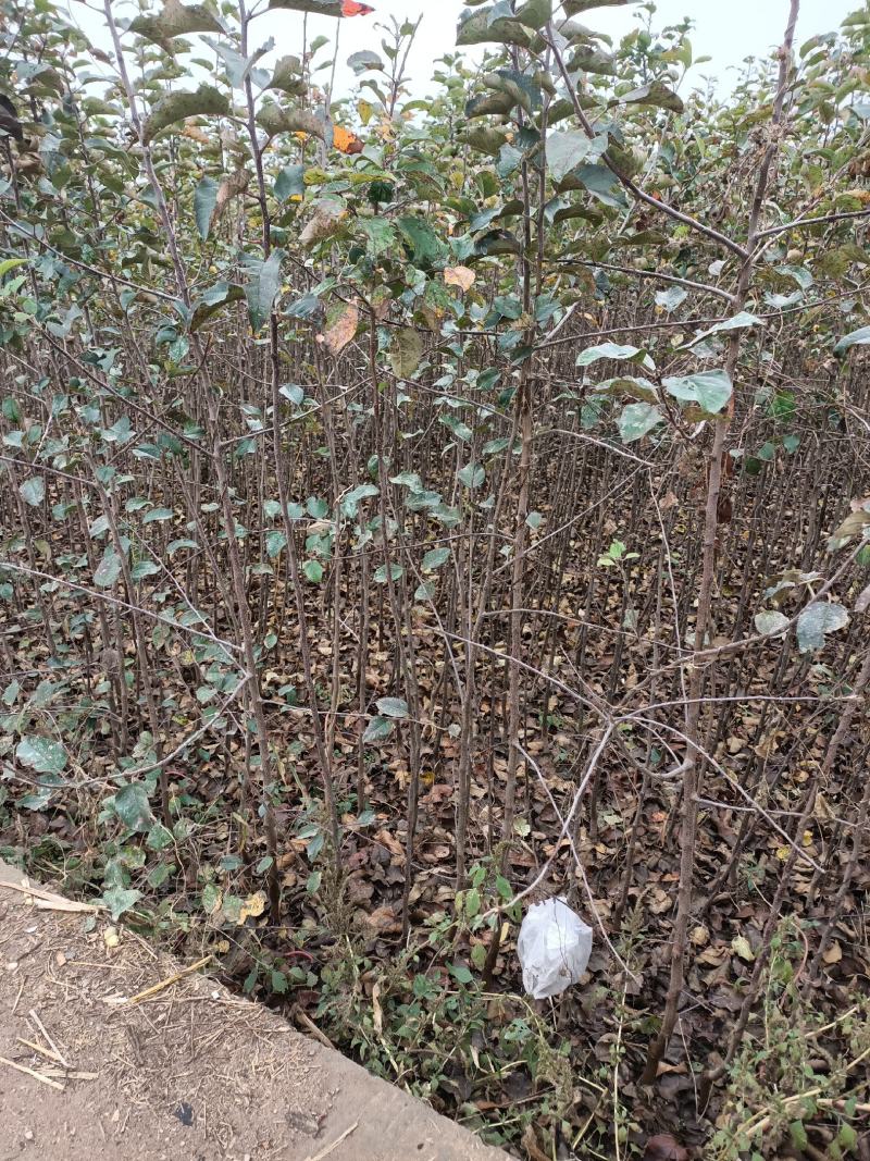 苹果苗