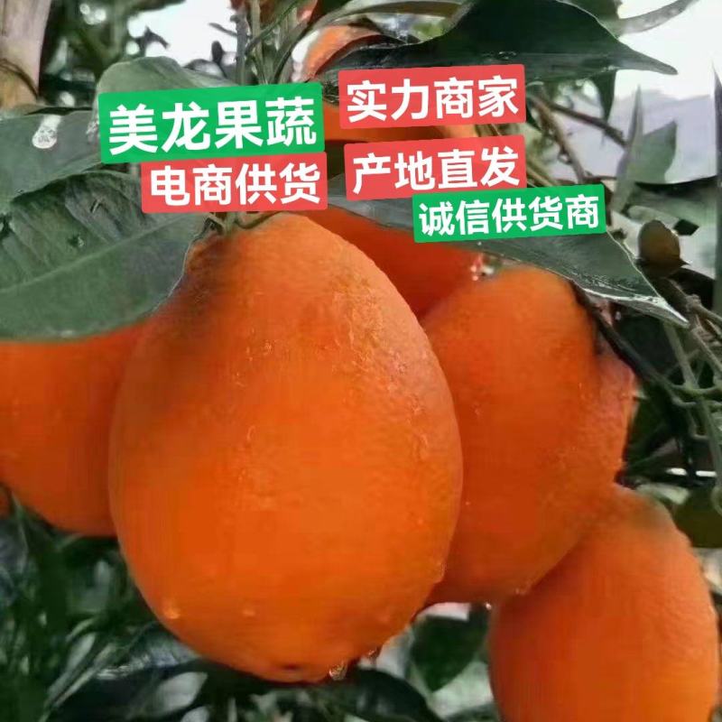 主打电商供应链〉纽荷尔丶九月红长虹中华红电商社团市场销售