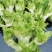 翠绿色芽包环绕，肉质洁白细嫩！宝藏蔬菜：儿菜上市！