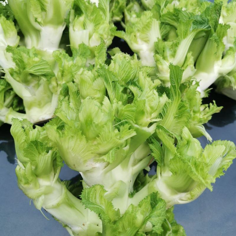 翠绿色芽包环绕，肉质洁白细嫩！宝藏蔬菜：儿菜上市！