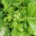 翠绿色芽包环绕，肉质洁白细嫩！宝藏蔬菜：儿菜上市！