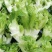 翠绿色芽包环绕，肉质洁白细嫩！宝藏蔬菜：儿菜上市！