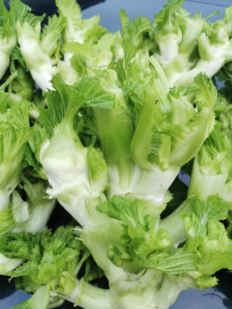 翠绿色芽包环绕，肉质洁白细嫩！宝藏蔬菜：儿菜上市！