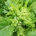 翠绿色芽包环绕，肉质洁白细嫩！宝藏蔬菜：儿菜上市！