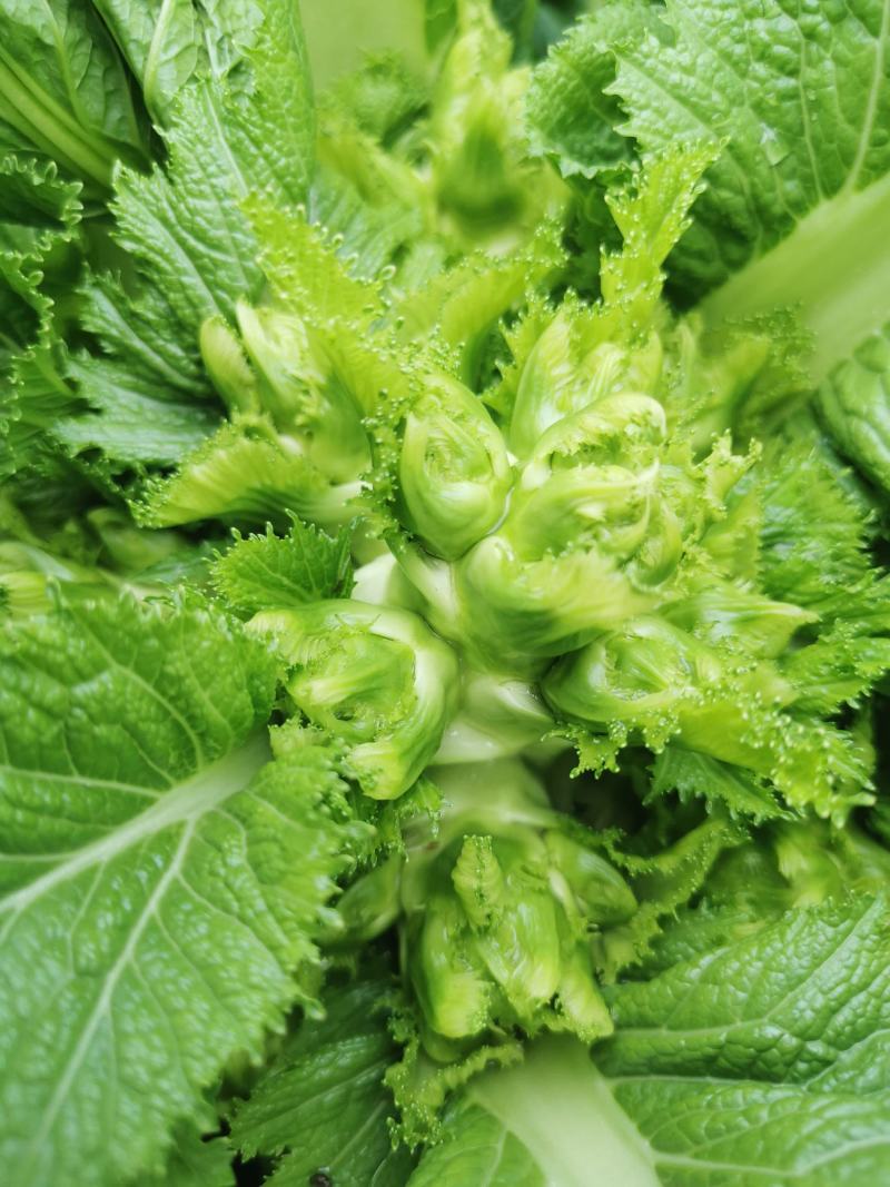 翠绿色芽包环绕，肉质洁白细嫩！宝藏蔬菜：儿菜上市！