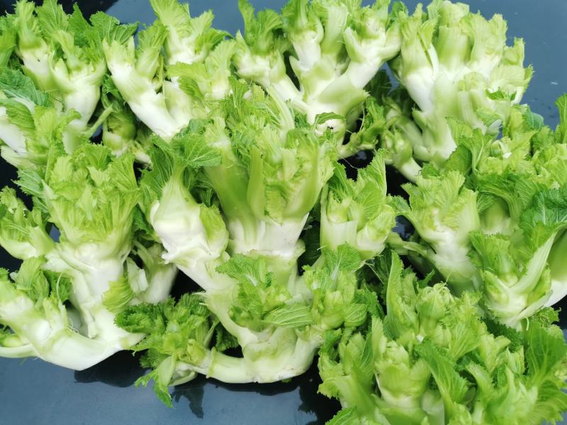 翠绿色芽包环绕，肉质洁白细嫩！宝藏蔬菜：儿菜上市！