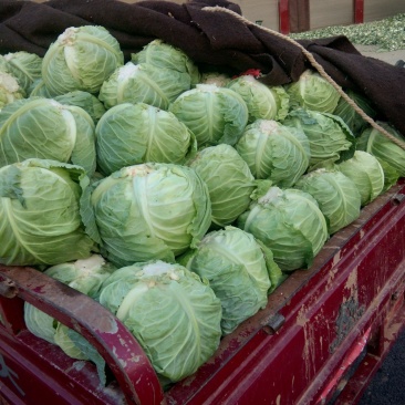 南阳甘蓝精品圆包菜无虫无腐烂产地直供量大从优全国发