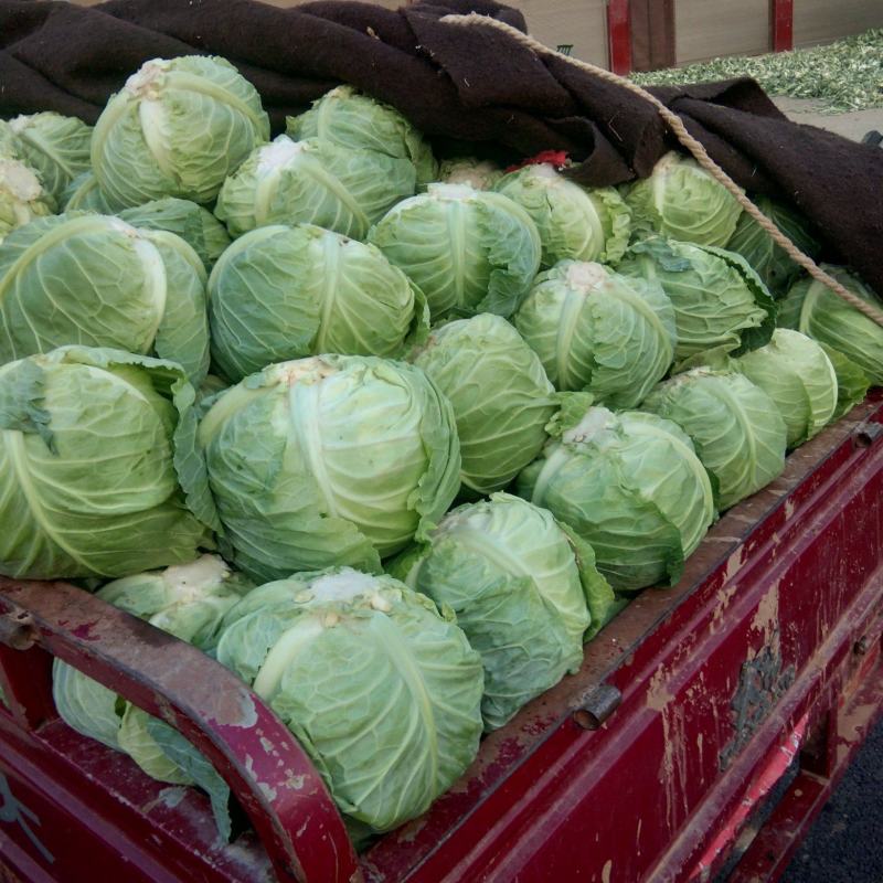 南阳甘蓝精品圆包菜无虫无腐烂产地直供量大从优全国发