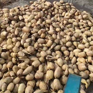 小藕瓜