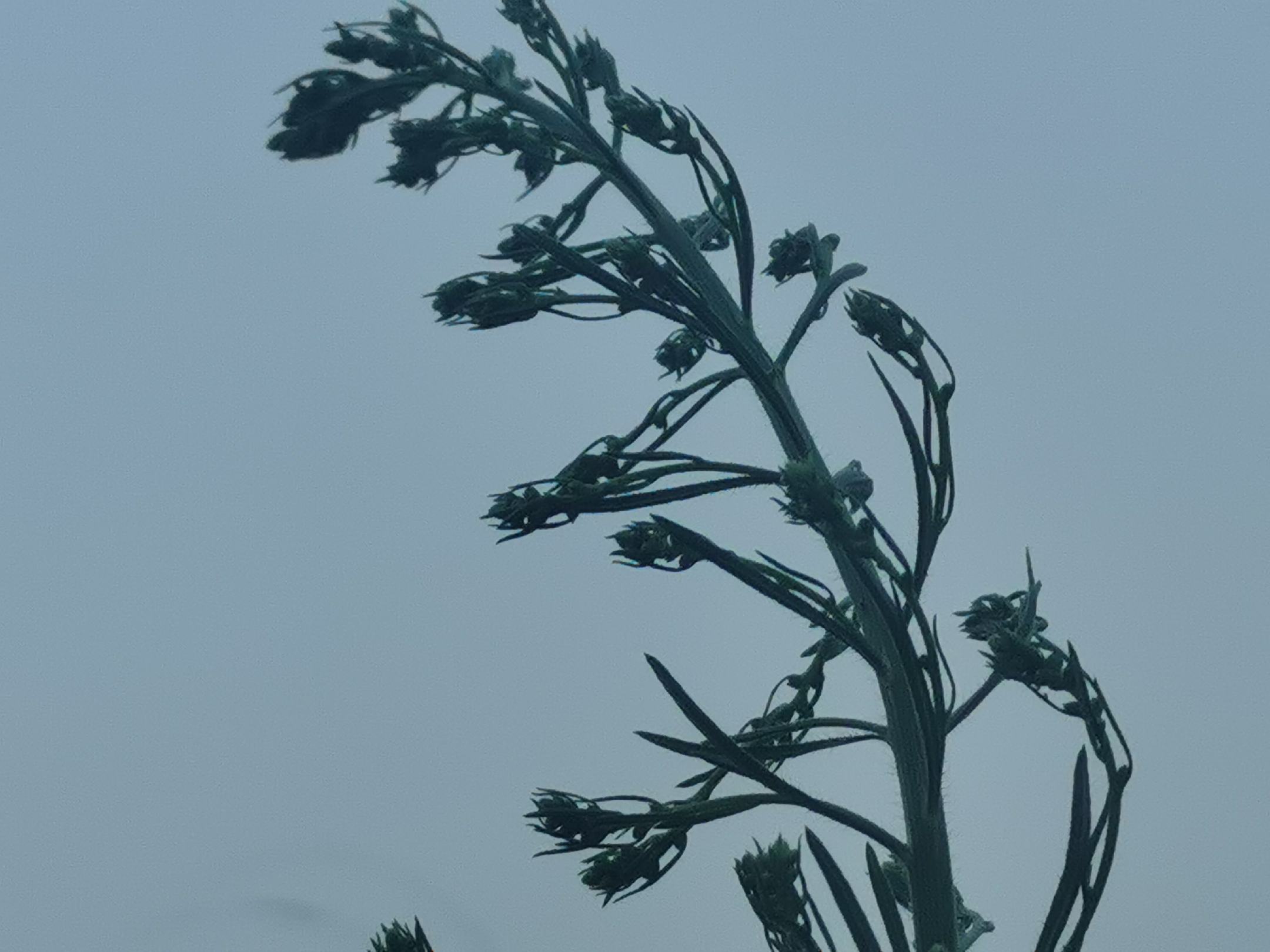 浙贝母植物图