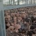 基地自产菜菇香菇出售货源充足稳定供应欢迎考察