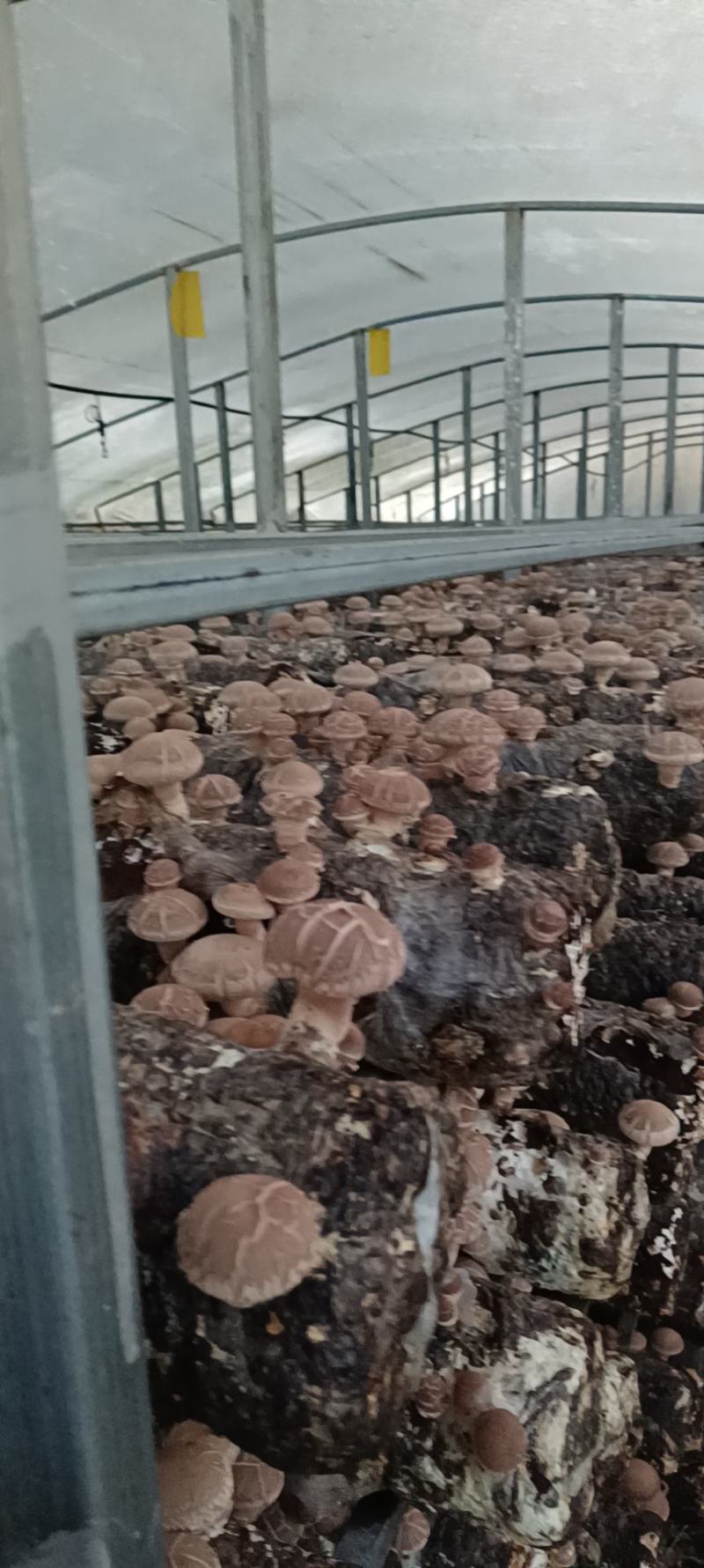 基地自产菜菇香菇出售货源充足稳定供应欢迎考察