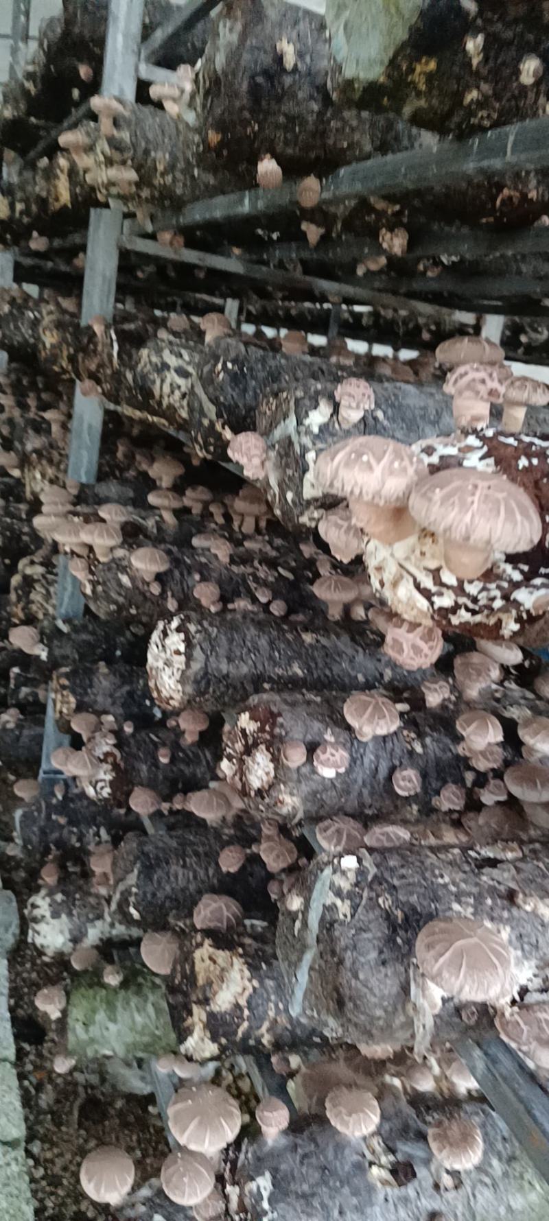 基地自产菜菇香菇出售货源充足稳定供应欢迎考察
