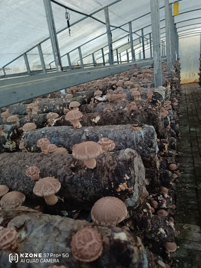 基地自产菜菇香菇出售货源充足稳定供应欢迎考察