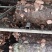 基地自产菜菇香菇出售货源充足稳定供应欢迎考察