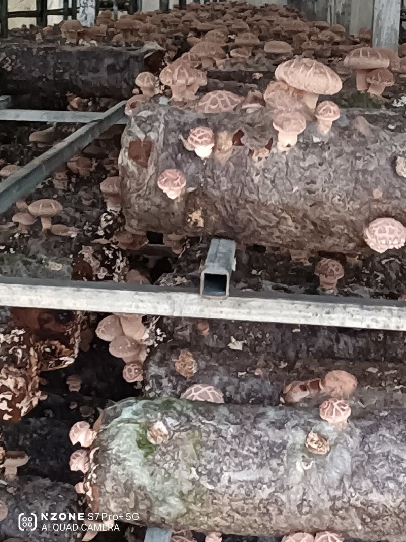 基地自产菜菇香菇出售货源充足稳定供应欢迎考察