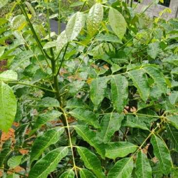 黑橄榄工艺榄罗定红水晶苗