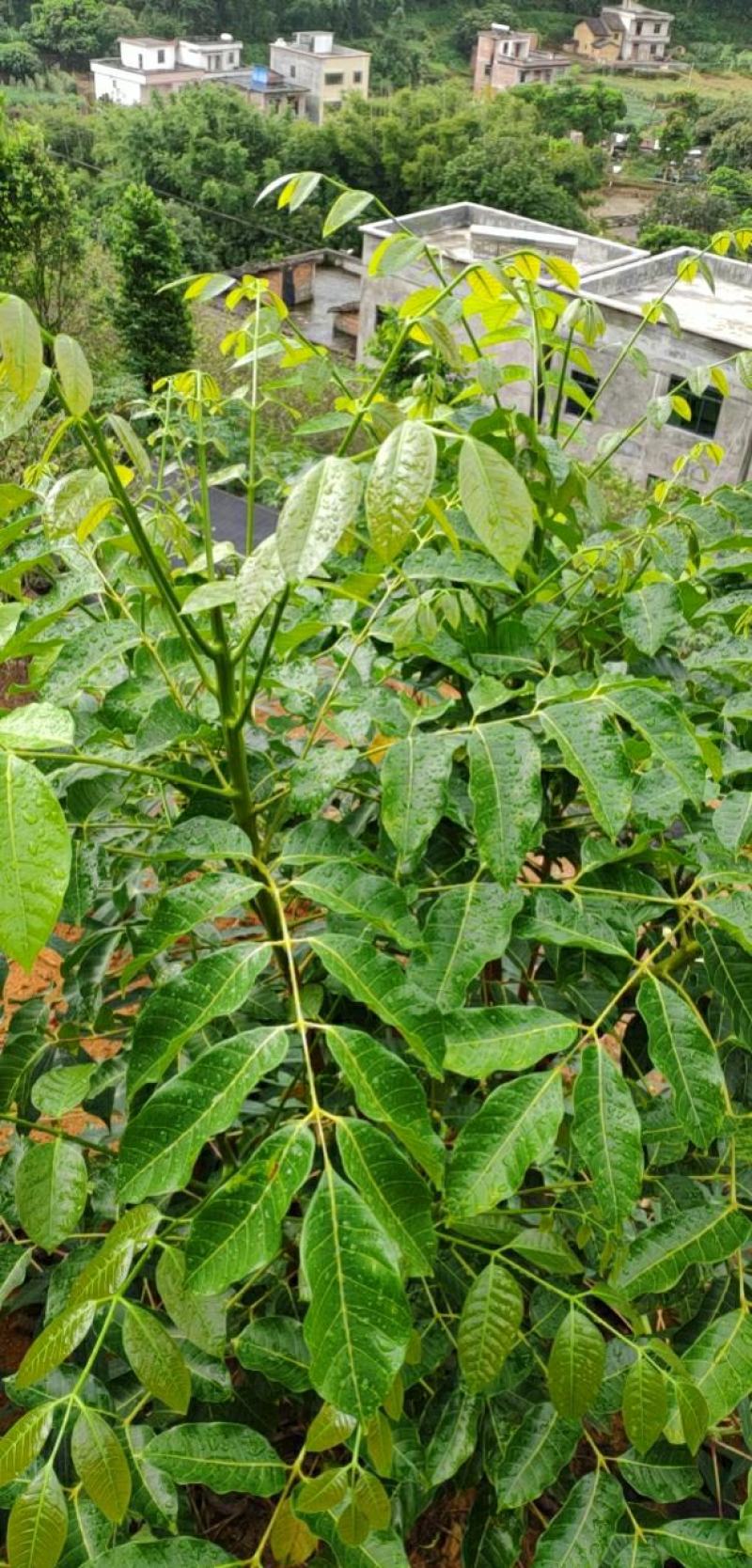黑橄榄工艺榄罗定红水晶苗