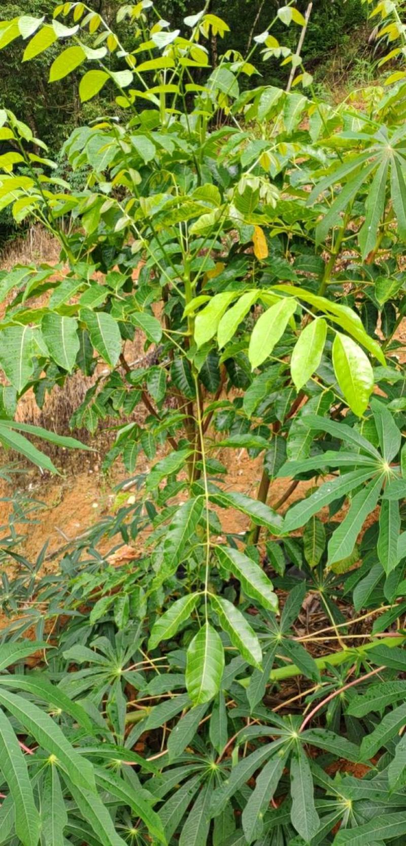 黑橄榄工艺榄罗定红水晶苗