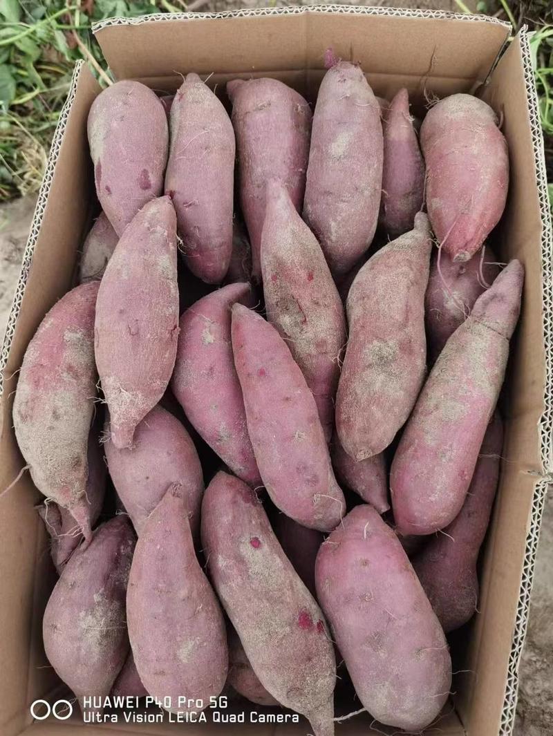 二代小花叶紫薯，008，海南花紫薯，个头经营，颜色晶莹剔