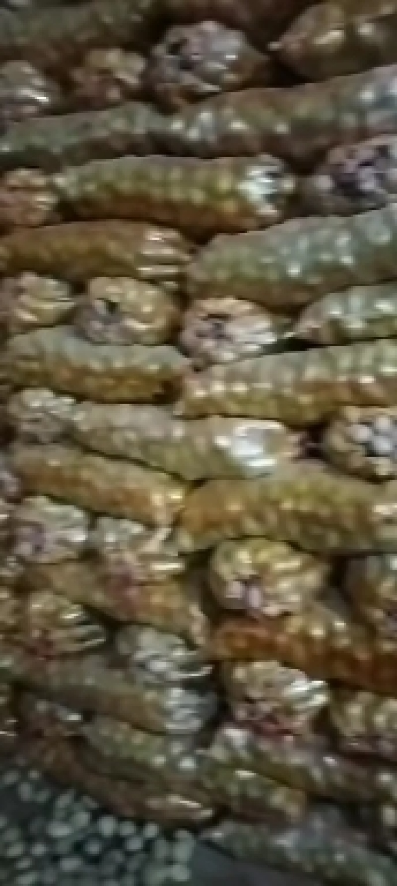 大量土豆种子，预订中，免费保存，北京种业公司，联系我合作
