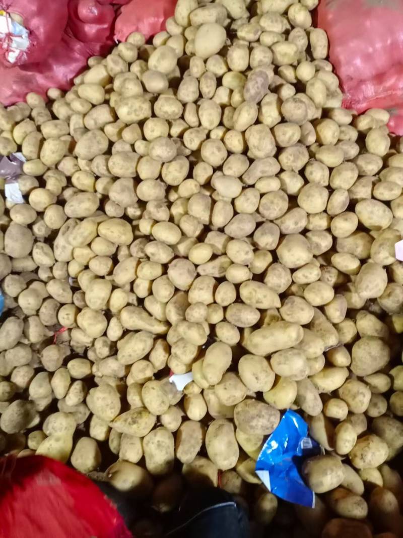 大量土豆种子，预订中，免费保存，北京种业公司，联系我合作