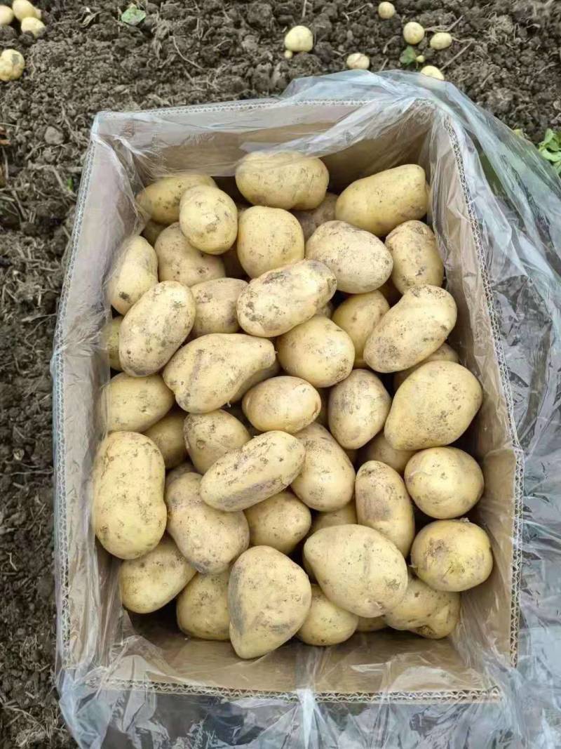 大量土豆种子，预订中，免费保存，北京种业公司，联系我合作