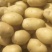 大量土豆种子，预订中，免费保存，北京种业公司，联系我合作