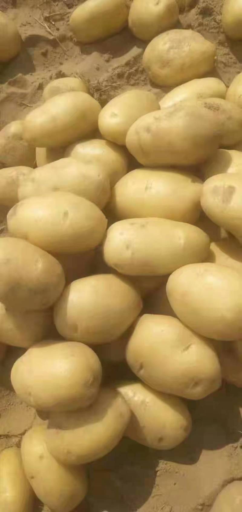 大量土豆种子，预订中，免费保存，北京种业公司，联系我合作