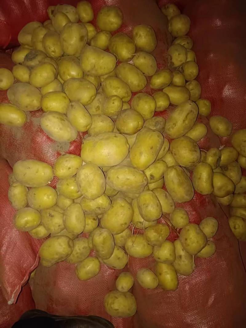 大量土豆种子，预订中，免费保存，北京种业公司，联系我合作
