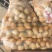 大量土豆种子，预订中，免费保存，北京种业公司，联系我合作