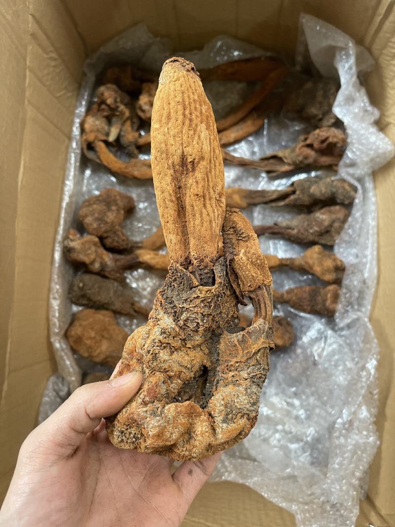 云南野生金锁阳，锁阳，全干，新货品质货非常好。