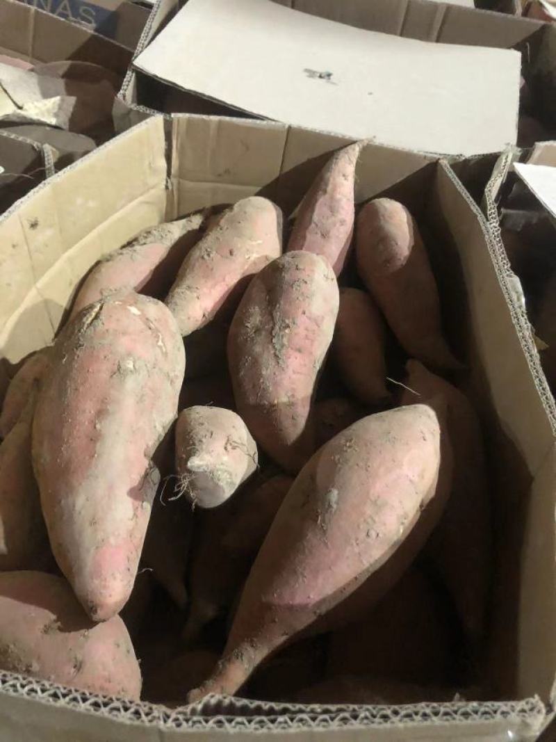 【牛商推荐】烟薯品质佳，产地直供，货源充足，全国发货