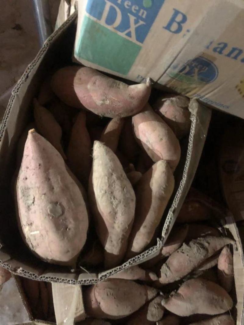 【牛商推荐】烟薯品质佳，产地直供，货源充足，全国发货