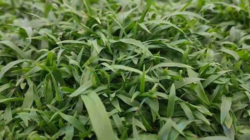 白芨苗，基地直供宽叶紫花三叉大白芨直播小苗