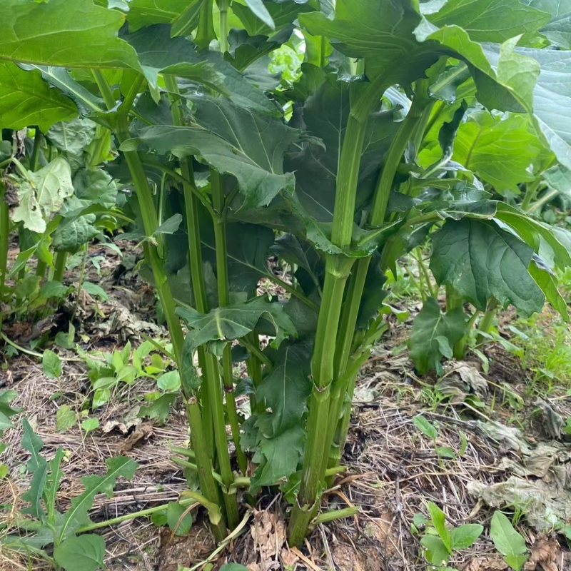 串叶松香草华夏神菊大叶蛋白菊大型育种基地批发