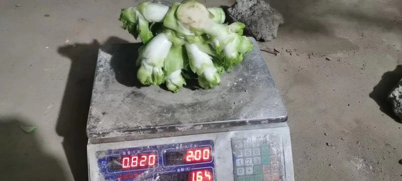 四川儿菜，基地供货，量大从优，一手货源，保质保量