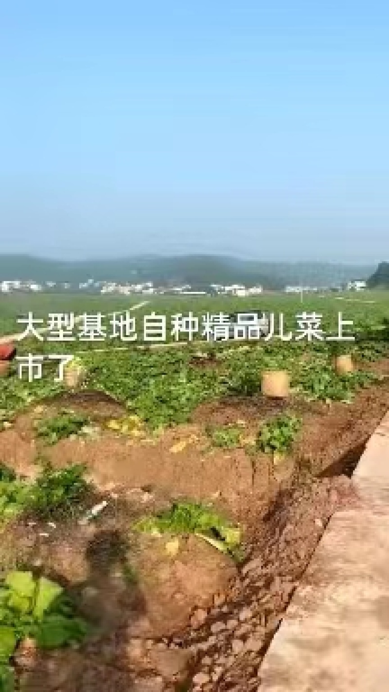 四川儿菜，基地供货，量大从优，一手货源，保质保量