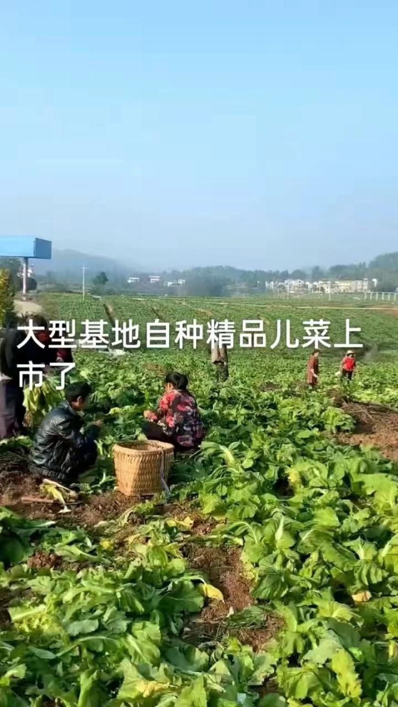 四川儿菜，基地供货，量大从优，一手货源，保质保量