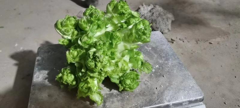 四川儿菜，基地供货，量大从优，一手货源，保质保量