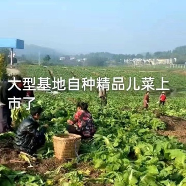 四川儿菜，基地供货，量大从优，一手货源，保质保量