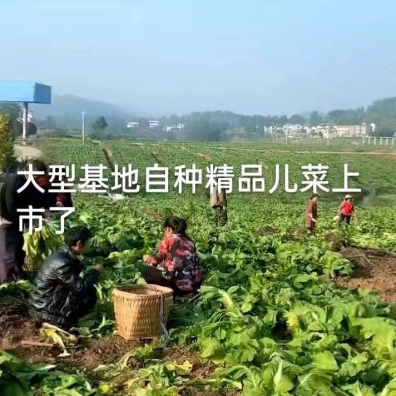 四川儿菜，基地供货，量大从优，一手货源，保质保量