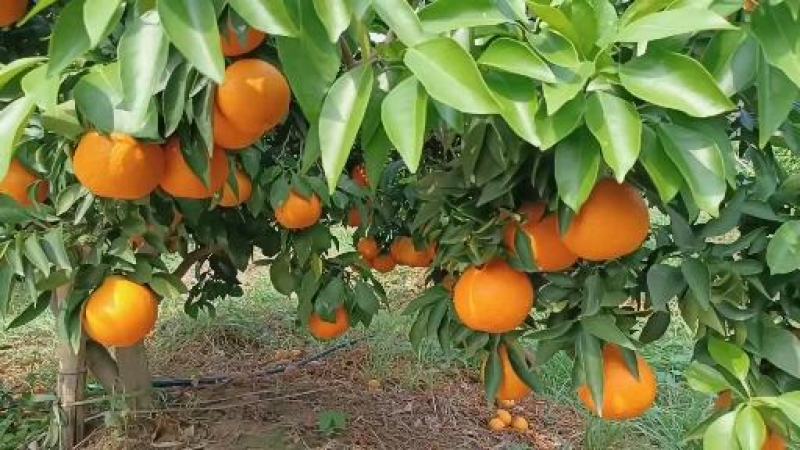爱媛38果冻橙细皮水多纯甜支持视频看货视频看货欢迎来电
