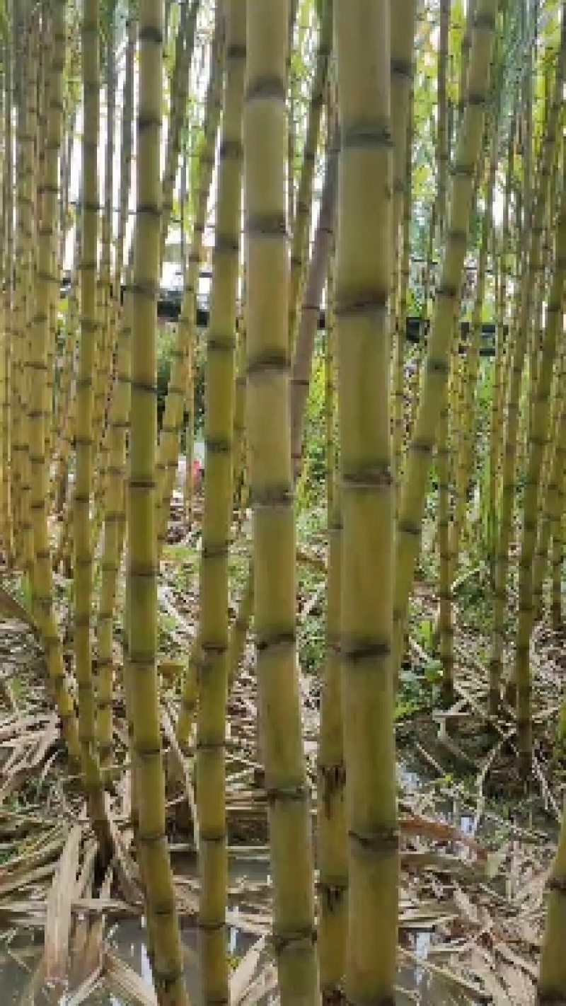 黄皮甘蔗黄皮果蔗自家种植，一年四季榨汁。